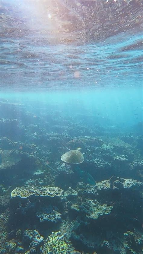 Snorkeling at ningaloo reef western australia – Artofit