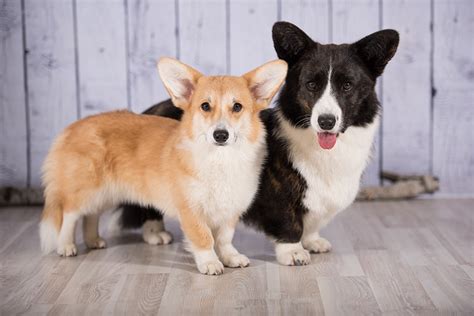 Corgi Mix