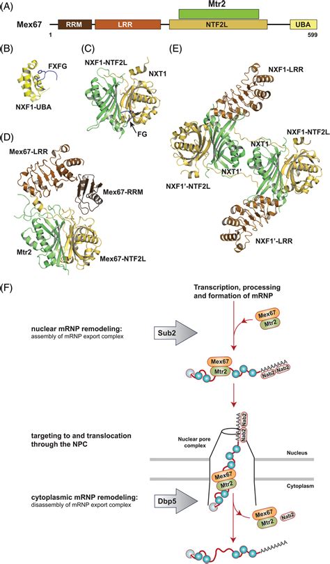 Mechanisms Of Nuclear Mrna Export A Structural Perspective Xie