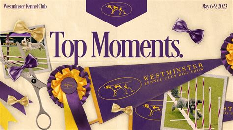 2023 Westminster Dog Show: Truant crowned Masters Agility Champion ...