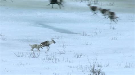 √ Arctic Wolf Hunting Caribou - Alumn Photograph