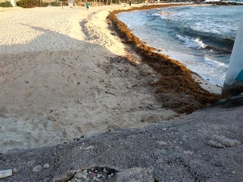 Se Fortalece El Combate En El Arribo At Pico De Sargazo En Isla Mujeres