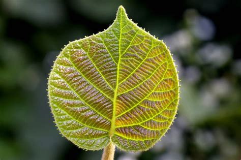 Kiwi leaf stock photo. Image of park, foliage, closeup - 7265234