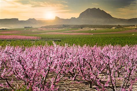 La floración de los frutales de Cieza o cómo ver Murcia de color de