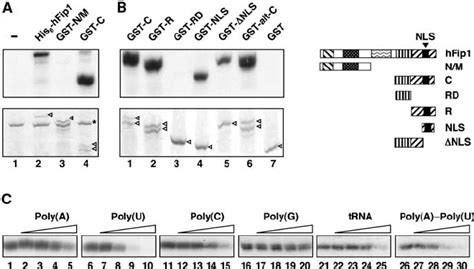 The C Terminal Arginine Rich Domain Of Hfip Binds To Rna A His