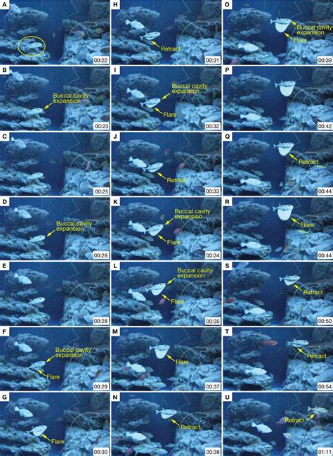 Pelvic-Fan Flaring and Inflation in the Three-Tooth Puffer, Triodon