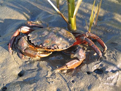 European Green Crab Washington Sea Grant