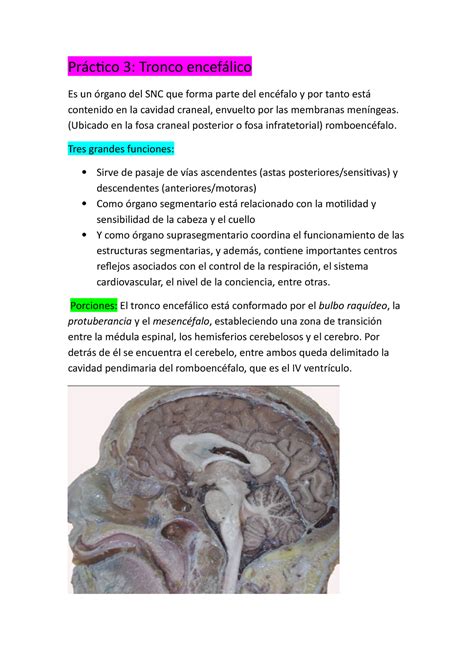 Práctico 3 Tronco Encefálico Práctico 3 Tronco Encefálico Es Un