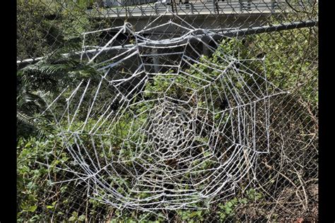 Someone Has Made Vancouver S New Spider Art A Giant Web Vancouver Is Awesome