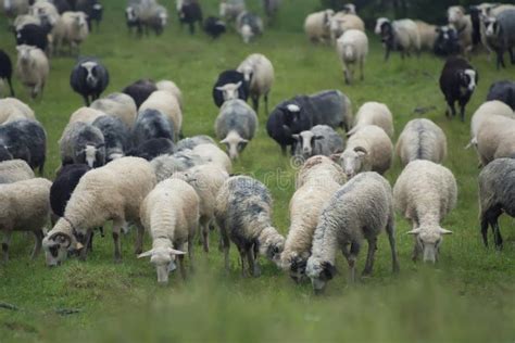 Las Ovejas En Un Pasto En Un Valle Cerca De Glaumbaer Cultivan Foto De