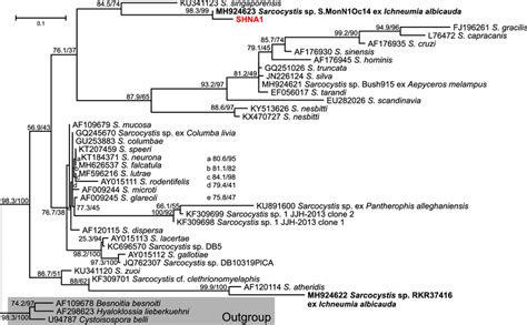 Maximum Likelihood Phylogenetic Tree Calculated From Sarcocystis S