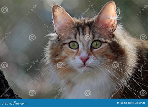 Norwegian Forest Cat Female With Yellow Eyes Stock Photo Image Of