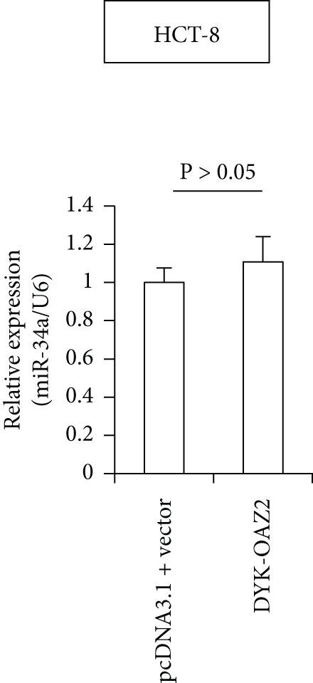 Oaz2 Overexpression Abolishes Mir 34a Deficiency Induced Download Scientific Diagram