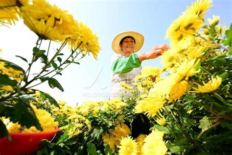 江苏金湖：金丝皇菊采收忙 人民图片网