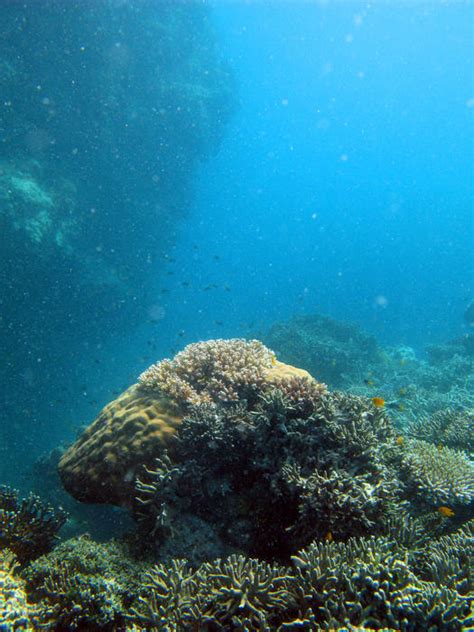 Free Stock Photo 3344-coral reef | freeimageslive