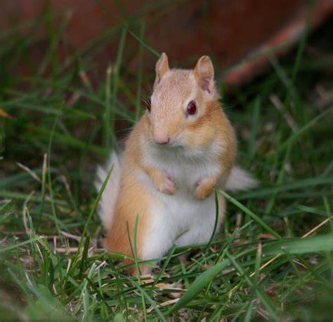 Nature Works Photography: Albino Chipmunk,7/30/10