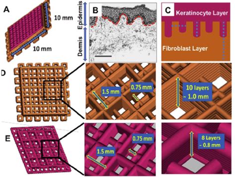 Schematic Representation Of The Design Of D Bioprinted Construct A