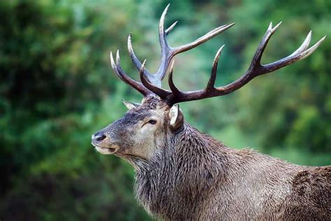 How To Tell The Age Of A Deer By Its Antlers Moving Giants