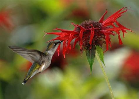 What Is Pollination The College Of Wooster Pollinator Plots