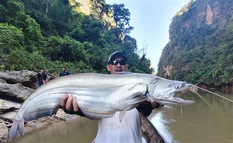 Goonch Catfish Record