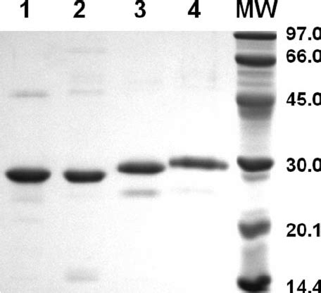 Sds Page Of Purified Enzymes Lane E Coli Rdgb Protein Lane