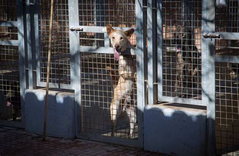 La protectora de animales de Valencia necesita más espacio Radio