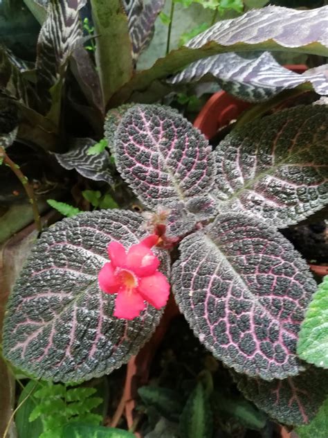 Garden Chronicles Of James David Episcia Collection Kee Wee