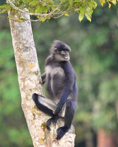 Presbytis Femoralis Location Riau Sumatera Budi Koesoemo Flickr