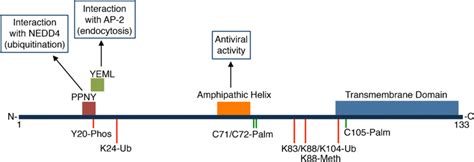 Human Ifitm Critical Domains And Posttranslational Modification Sites