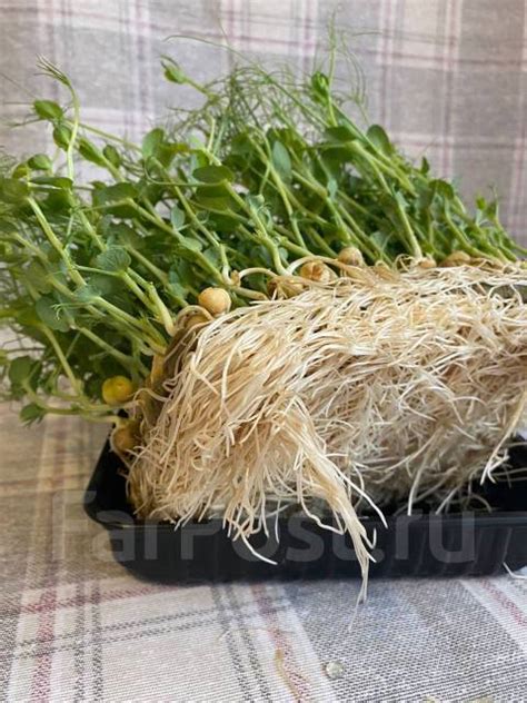 Горох семена для микрозелени 1 кг, новый, в наличии. Цена: 150₽ во ...