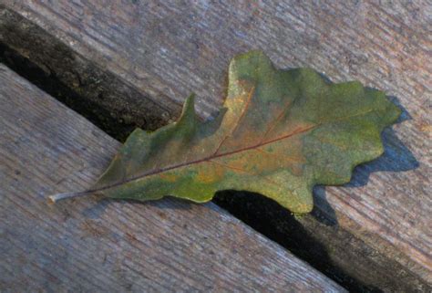 Oak Leaf Park Campground - City of Glencoe