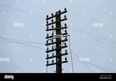 The Wires And Insulators On A Wooden Telegraph Pole Stock Photo Alamy