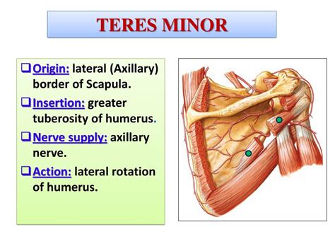 Shoulder Region Dr Jamila El Medany Ppt Download