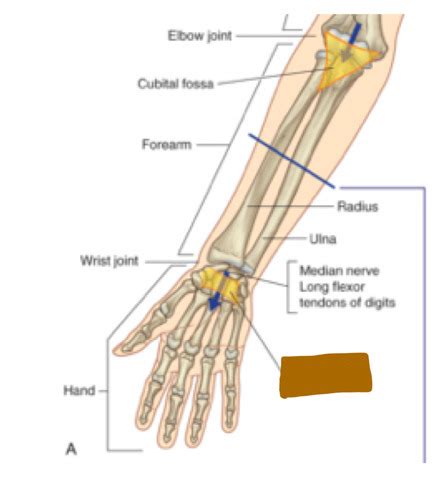 Fibrous Arch Of Flexor Digitorum Superficialis