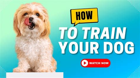 How To Train Your Dog Youtube