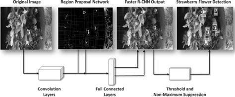 Schematic Diagram Of The Deep Level Faster R Cnn Network Architecture