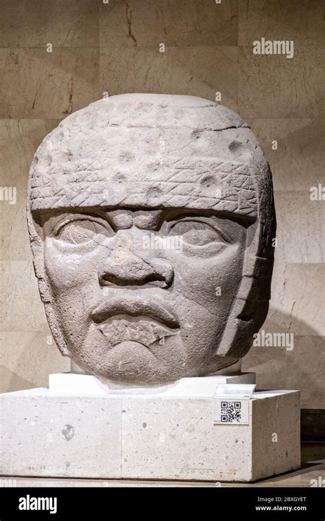 Cabeza de piedra colosal Olmeca en exhibición en el Museo de