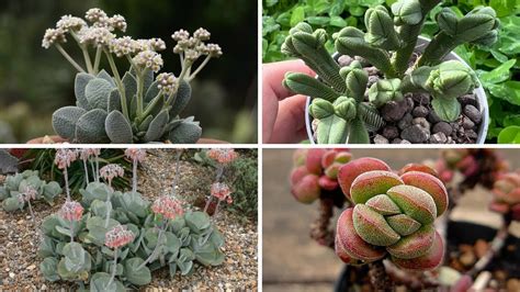 21 EspÉcies De Cactos E Plantas Suculentas Para IdentificaÇÃo Suculentas Cactos Plantas Youtube