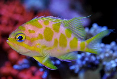 Borbonius Anthias