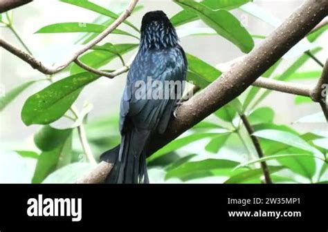 Greater Racket Tailed Drongo Stock Videos Footage HD And 4K Video