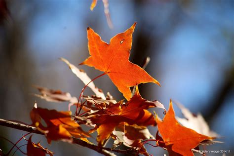 Autumn Beauty In Nature Low Angle View Golden Yellow Sunlight