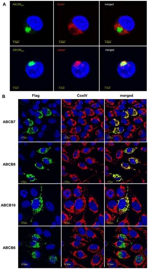 Expression Of The Endogenous Abcb6 Protein In K562 Cells Was