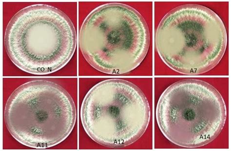 Inhibition Zone Diameter Mm On Aspergillus Sp Specie Fungi Growth