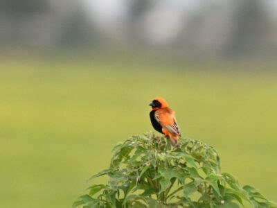 BUGESERA AND GASHORA WETLANDS BIRDING DAY TOUR Cisticola Tours LTD