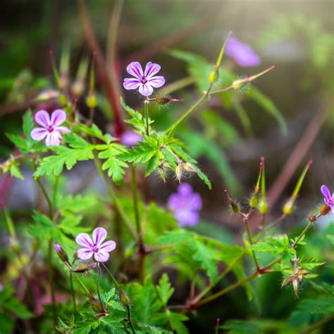 Geranium Robertianum Herbe Robert G Ranium Bisannuel Feuillage