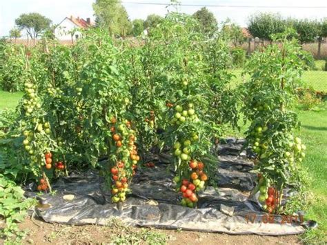 Урожайные помидоры | Домохозяйка | Tomaten kweken, Moestuinontwerp ...