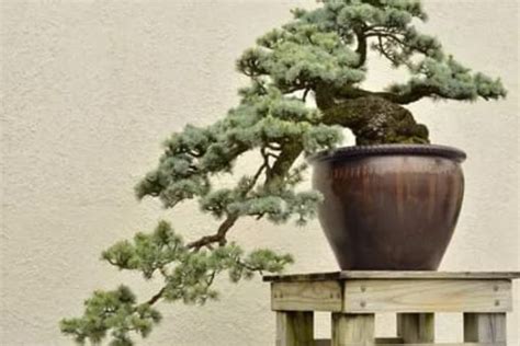 Cara Membuat Bonsai Dari Tanaman Jambu Biji Untuk Pemula Bisa Lakukan