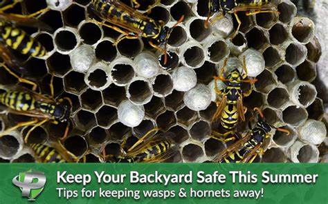 How To Keep Hornets Away From Your Back Yard This Summer