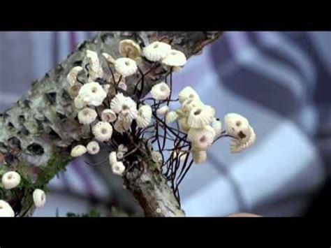 Marasmius Rotula Conoscere I Funghi Telebelluno