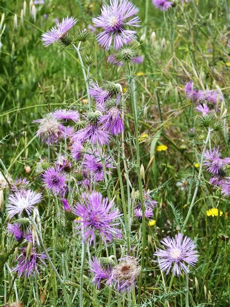 Free Images Nature Grass Field Meadow Prairie Spring Herb